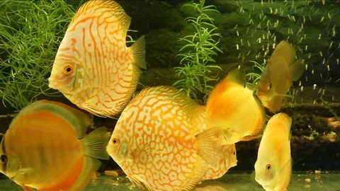 Discus close-up Video stock 97524475