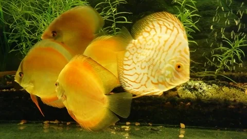 Discus close-up Video stock 97524495