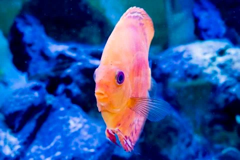 Discus exotic fish color aquarium nature animal Stock Photos