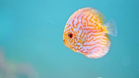 Discus fish in aquarium from Amazon river. Stock Footage 245934223