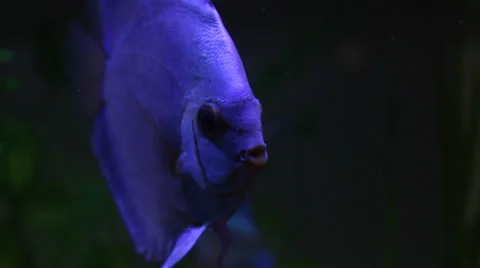 Discus fish in aquarium Stock Footage 33735638