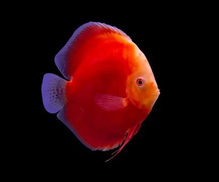 Discus fish on black background 写真素材