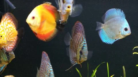 Discus fish with black background Foto stock