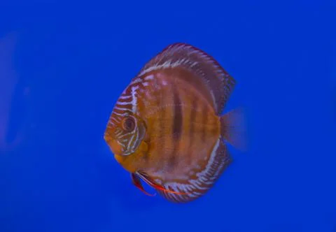 Discus fish on blue background Stock Photos