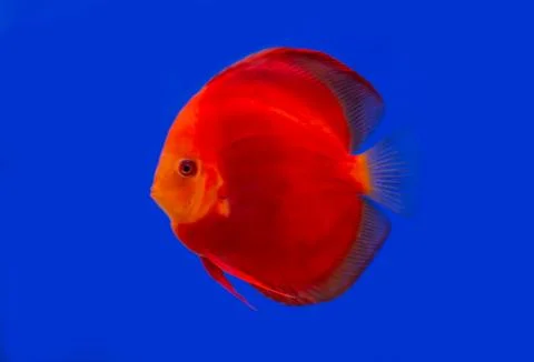 Discus fish on blue background Stock Photos