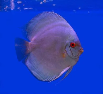 Discus fish on blue background Stock Photos