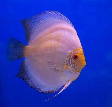 Discus fish in a blue background Stock Photos