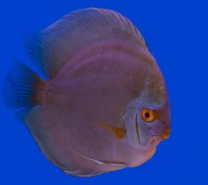Discus fish in a blue background Stock Photos
