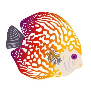 Discus Fish Colored Vector illustration 스톡 일러스트