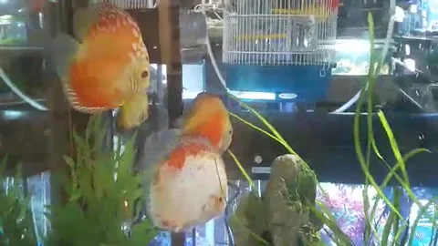 Discus fish Video stock 149453819