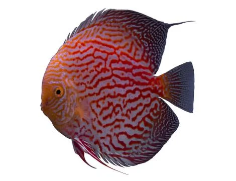 Discus fish isolated in a white background Foto stock