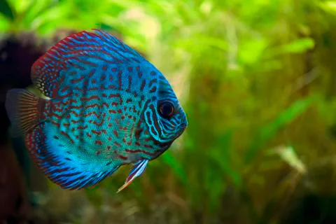 Discus fish Stock Photos