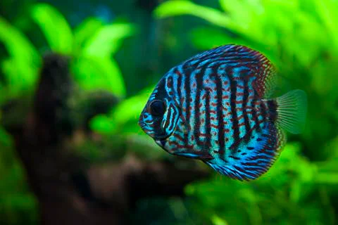 Discus fish Stock Photos