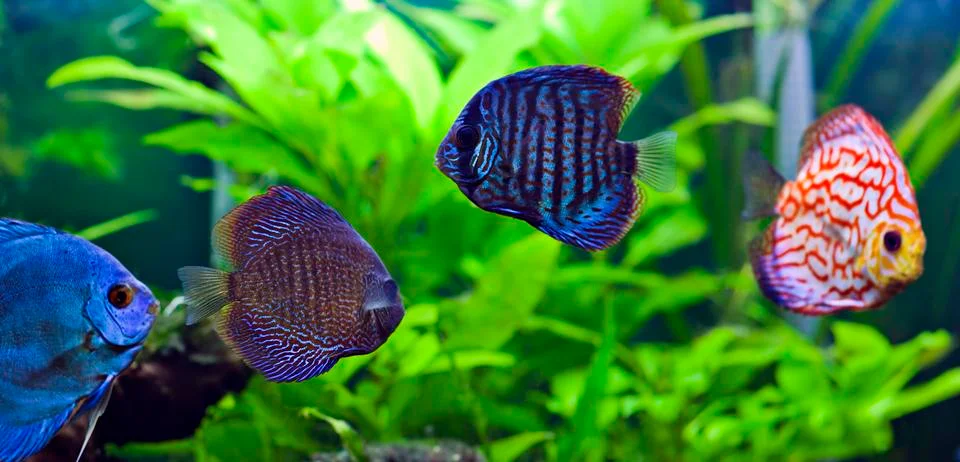 Discus fish Foto stock
