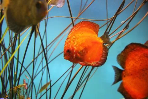 Discus fish Foto stock