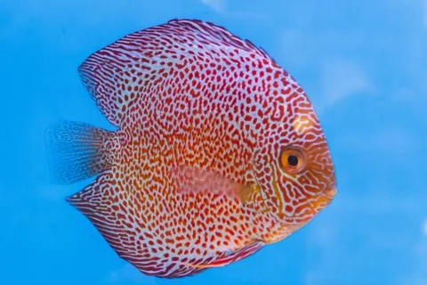 Discus fish Stock Photos