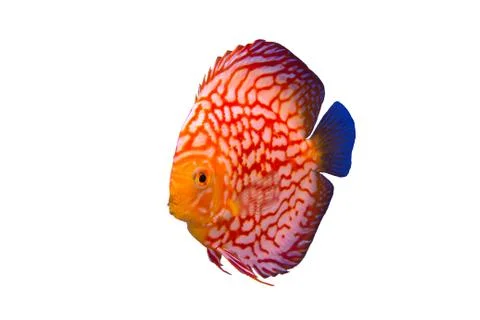 Discus fish Stock Photos