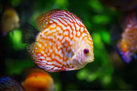 Discus-fish- 스톡 사진
