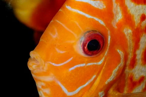 Discus fish portrait Stock Photos
