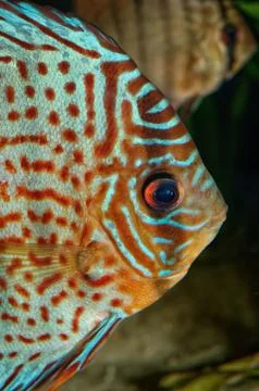 Discus fish portrait Stock Photos