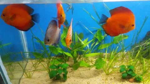 Discus fish in river sand substrate aquarium Foto stock