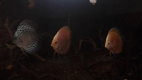 Discus Fish- Symphysodon Aequifasciatus In Aquarium. Stock Footage