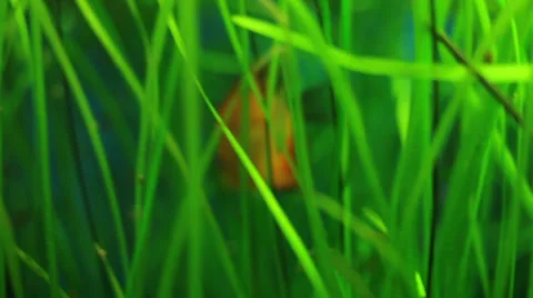 Discus fish underwater scene. Stock-Footage 33231801