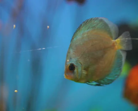 Discus fish underwater scene. Video stock 33256739