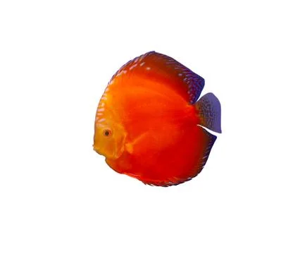 Discus fish on white background Foto stock