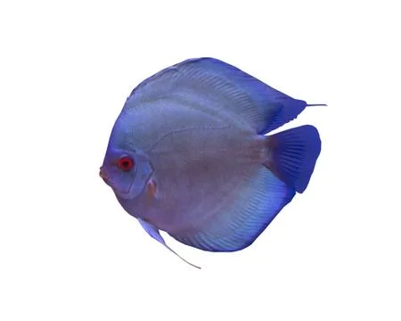 Discus fish on white background Stock Photos