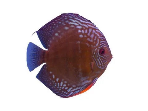 Discus fish on white background Foto stock