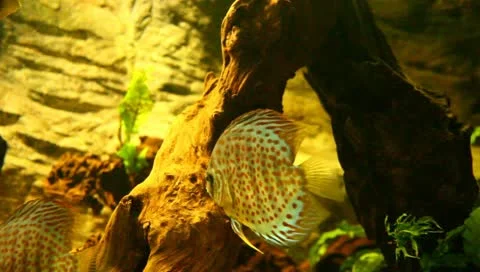 Discus 動画素材 10841735