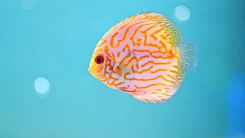 Discus Symphysodon , multi-colored cichlids in the aquarium Stock Footage 244515307