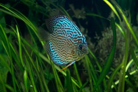 Discus - Tropical Fish Stock Photos