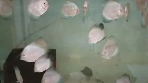 Discus in water Stock Footage 247097434