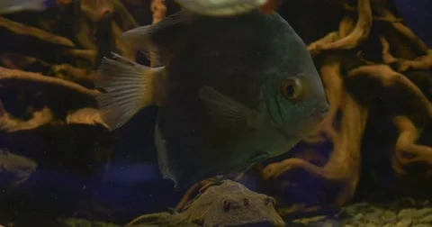 Discuses, Gray Fish Closeup, Yellow Fish, Among The Water Plants, Metynnis Stock Footage 52308294