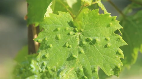 Disease grape leaf Stock Footage 67802430