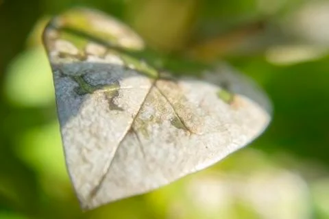 Disease on a leaf texture of a green leaf Stock Photos