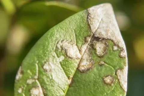 Disease on a leaf texture of a green leaf Stock Photos