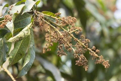 Disease Mango tree blossoms of Mango flower. Stock Photos