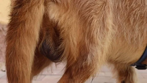 Disease in the testicles of dogs 動画素材 302170882