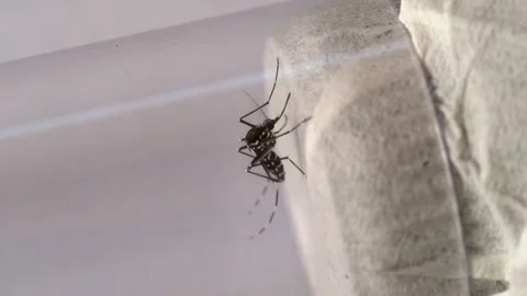 Disease Vector Mosquito Close Up Macro Footage 스톡 동영상 337612830