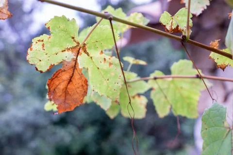Disease of the vine, Rust attacking a leaf in autumn Stock Photos