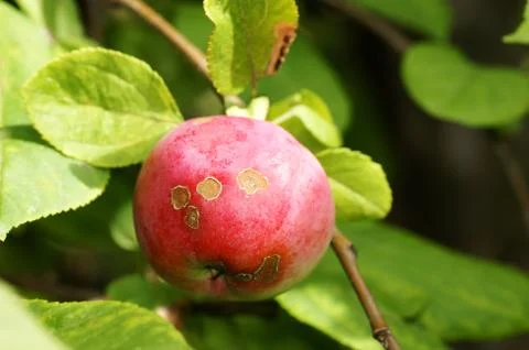 Diseased apple in tree Stock Photos