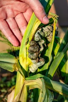Diseased corn called corn smut, pathogenic fungus, ustilago maydis, in Mexi.. Foto stock