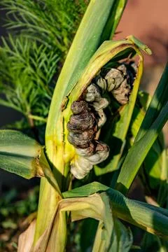 Diseased corn called corn smut, pathogenic fungus, ustilago maydis, in Mexi.. Stockfoto's