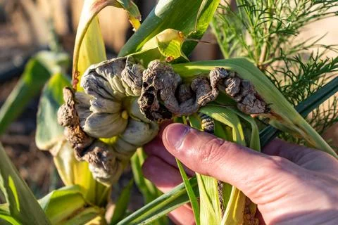 Diseased corn called corn smut, pathogenic fungus, ustilago maydis, in Mexi.. Fotos Stock