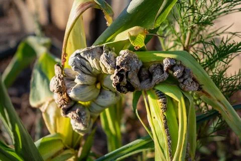 Diseased corn called corn smut, pathogenic fungus, ustilago maydis, in Mexi.. 스톡 사진