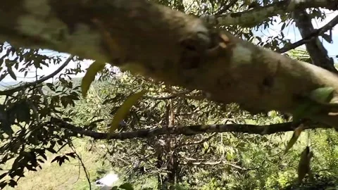 Diseased durian fruit Video stock 236265910