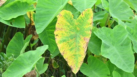 Diseased green elephant ear leaf or colocasia with brown spots. Stock Footage 346798455